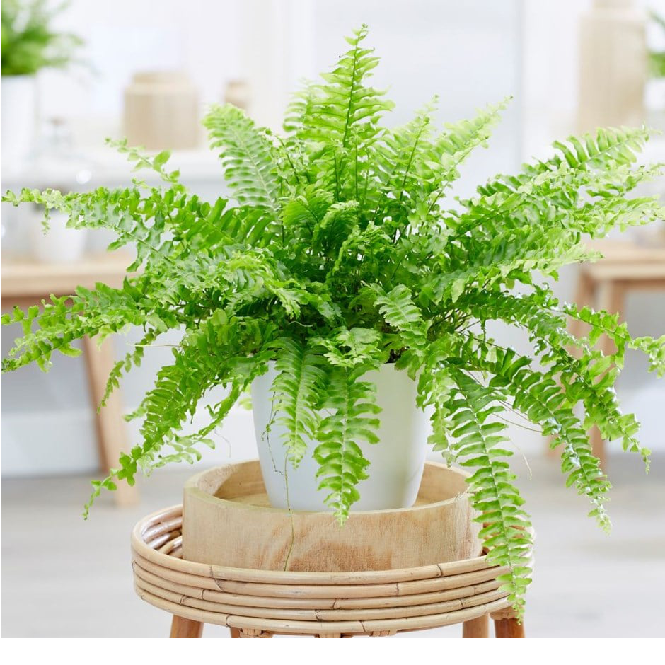 Boston-Fern-4 Boston-Fern-4