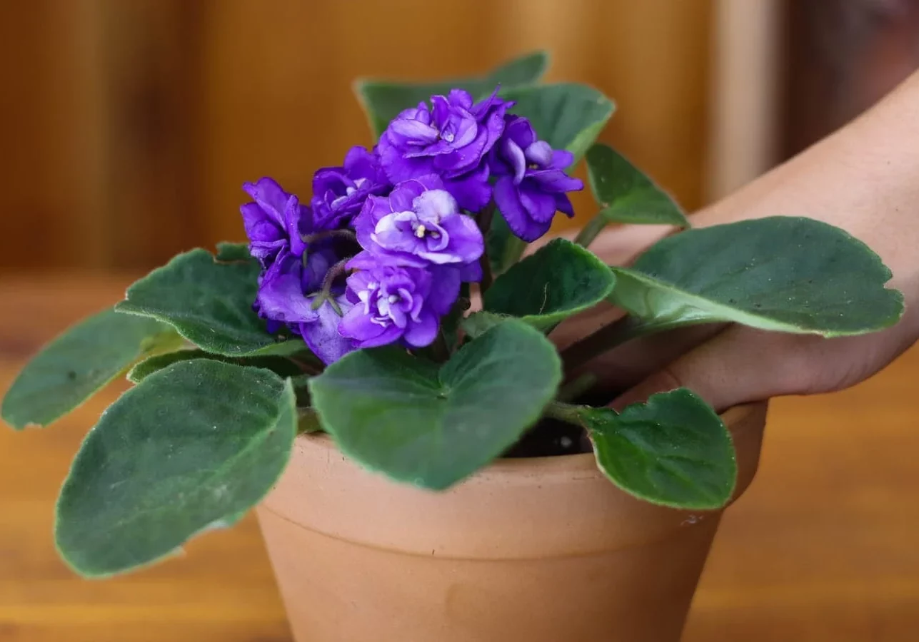 Gardener-repotting-african-violets-into-a-terra-cotta-pot-that-rests-on-a-table